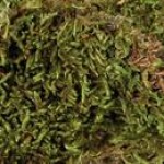 Substratas terariumui, samanos (Terrarien-Moos) 200g